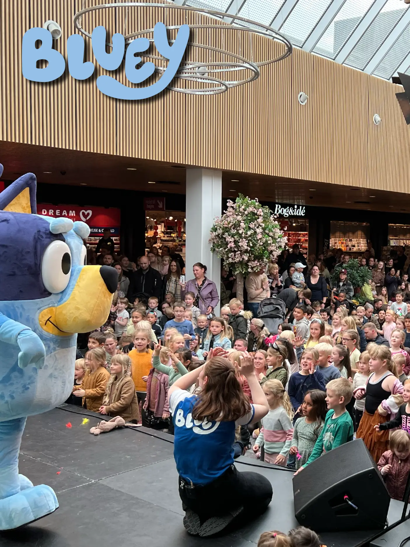 Bluey optræder foran en sal fyldt med fans
